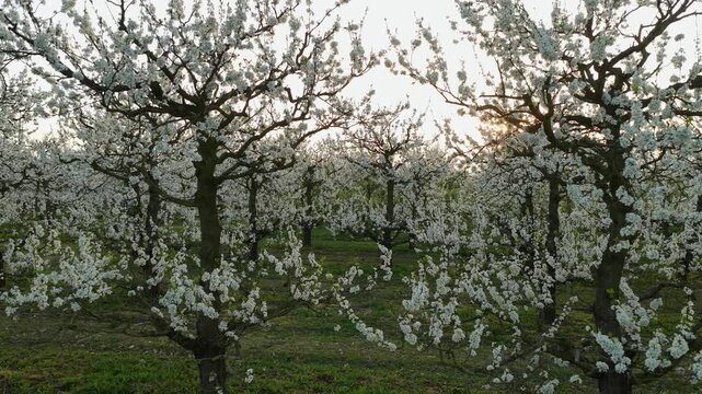 Blossoming cherry trees in the spring orchard	