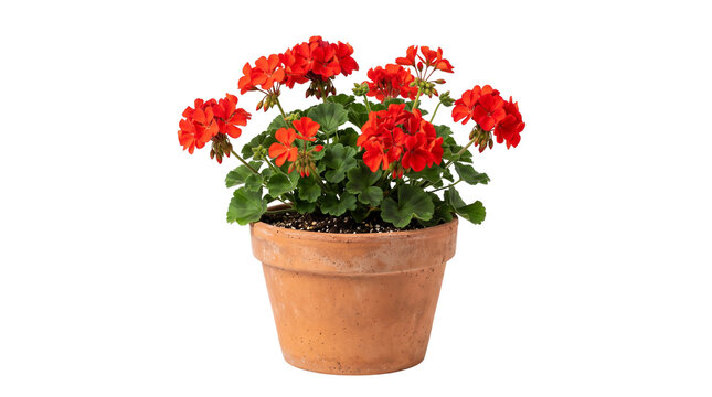 Vibrant red geranium flowers in terracotta clay pot, blooming pelargonium plant for home gardening, decorative floral houseplant isolated PNG with Transparent Background