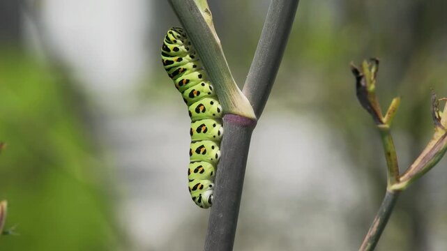 Tokyo, Japan - August 19, 2026: Closeup of Swallowtail butterfly or Papilio machaon caterpillar in 5th instar stage