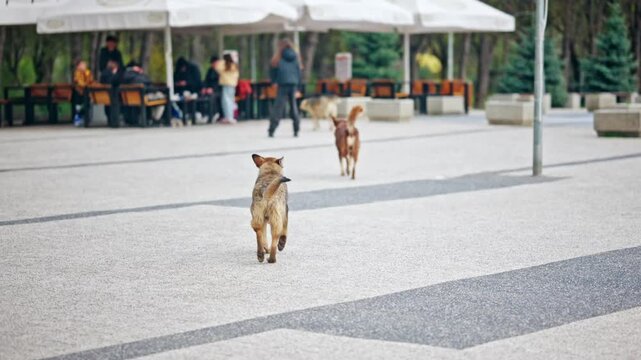Two mixed breed dogs walking along paved path in public park with people sitting at tables in background.