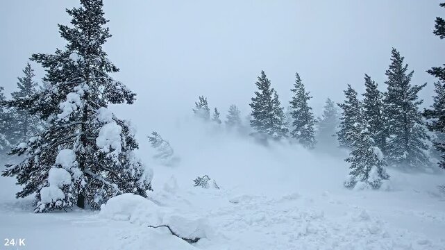 Heavy Snowstorm Blowing Through Dense Pine Forest In Winter Wilderness.