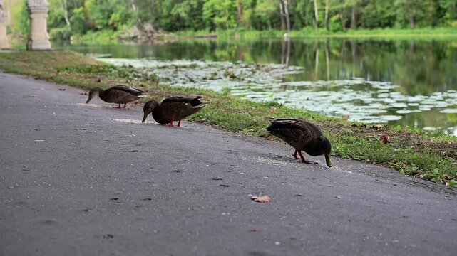 Handheld footage of wild ducks eating seeds at the banks of a river at a city's park.