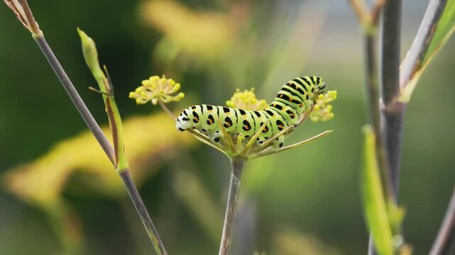 Tokyo, Japan - August 19, 2026: Closeup of Swallowtail butterfly or Papilio machaon caterpillar in 5th instar stage