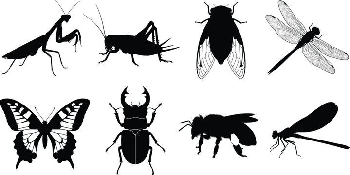 Black insect silhouette collection featuring butterflies beetles flies dragonflies and other flying insects