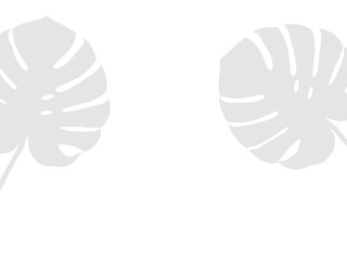 Tropical monstera leaves silhouette background © Shamim