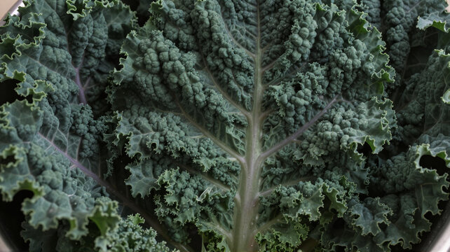 Fresh organic green curly kale leaves close-up background, healthy raw vegan food and nutrition