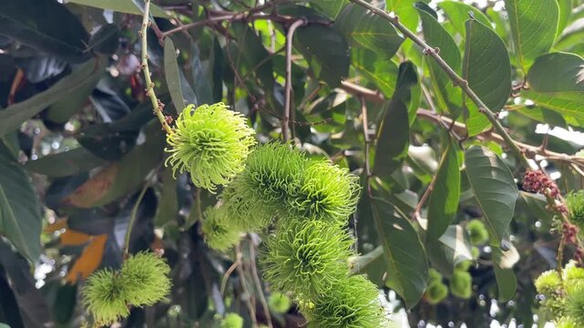 Beautiful green rambutan fruit hanging among tropical leaves, gently moving in the breeze. Premium stock footage for nature, orchard, agriculture, and exotic fruit themes