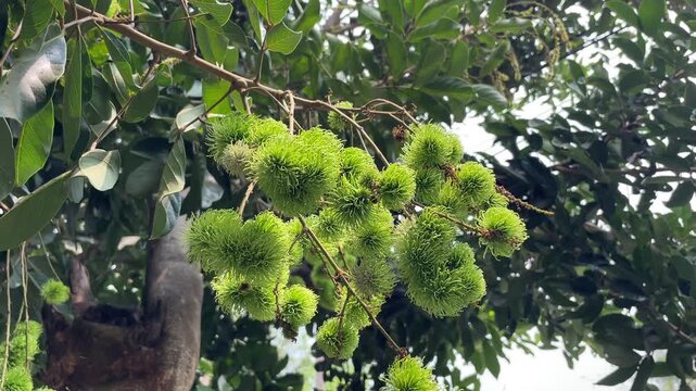 Cinematic close-up video of fresh green rambutan fruits swaying on a tropical tree. Perfect nature stock footage for agriculture, exotic fruit, organic farming, and lush greenery