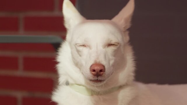 Close-up shot of a happy white podenco mix dog with pointed ears squinting its eyes and smiling with an open mouth outdoors against a red brick background on a sunny day.