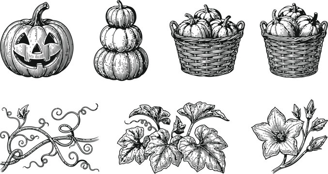 Vintage pumpkin illustrations with vines and blossoms for autumn harvest celebrations and Halloween designs