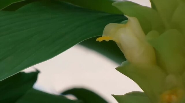A fixed full HD macro video showing a side profile of a delicate yellow turmeric floret emerging from its green bracts, partially shaded by a large green leaf in nature.