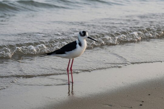 Black, white stilts bird stands on sandy beach shore. Long pink legs, thin beak of wader bird visible in shallow ocean water. Wild sea bird searches for food near waves during calm day at coast.