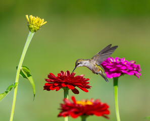 Fototapeta premium close up on flying ruby throated hummingbird above flower