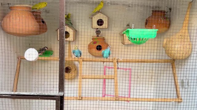 A charming collection of colorful parrots living inside the cage beautifully crafted miniature birdhouse nestled. 4k video