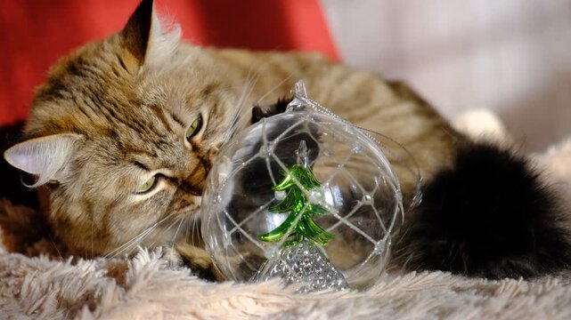 Cute fluffy cat with glass snow globe, Christmas tree inside. Basking in soft morning sunlight,  Cozy ambiance at home. Merry Christmas and Happy New Year. Happy Holidays