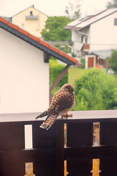Young falcon on the balcony railing in the attic.