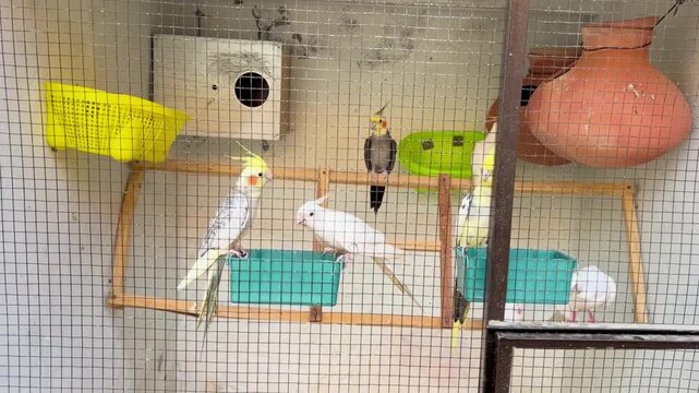 cockatiel birds are perched on a wooden branch inside a cage, in front of their houses made of wood and clay. 4K video.