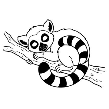 Cute black and white ring-tailed lemur hugging tree branch in playful wildlife pose