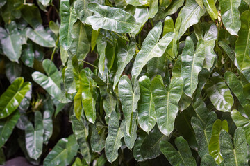 Tropical green foliage with dense clusters of elongated and lobed philodendron leaves, featuring natural leaf textures and patterns in a lush garden environment. © Sesar Journey