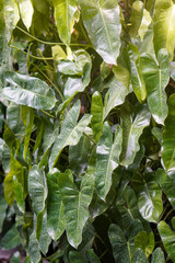 Tropical green foliage with dense clusters of elongated and lobed philodendron leaves, featuring natural leaf textures and patterns in a lush garden environment. © Sesar Journey
