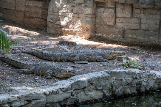 Two large American crocodiles are seen resting peacefully by the water in their enclosure at Guadalajara Zoo on a sunny day.