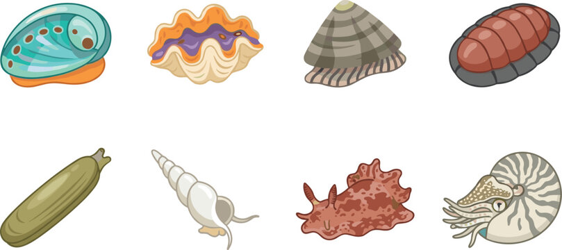 Marine Mollusks Flat Vector Icon Set Featuring Abalone Clam Chiton Nautilus and Sea Slug