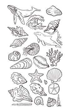 Ocean Life Collection Whales, Dolphins, Seashells, Starfish, Coral, Waves - Line Art