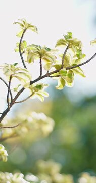 Growth, garden and tree branch in spring, environmental conservation and botanical beauty. Outdoor, nature and leaves with evergreen plant, eco friendly variegata and sustainability with wind