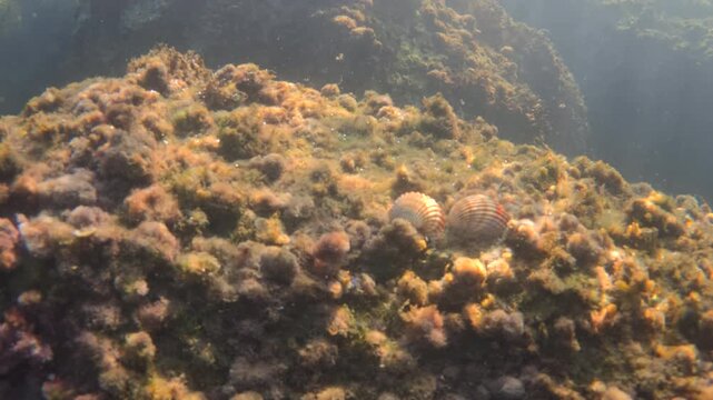 Scallop shells peacefully resting on a rocky underwater reef covered with green and brown algae, bathed in natural sunlight