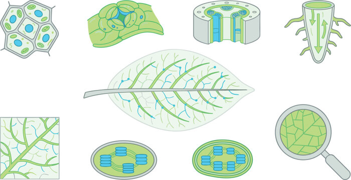 Plant Biology and Leaf Anatomy Vector Diagram Set with Cell Structure Chloroplast Stomata Root System and Photosynthesis Science Elements