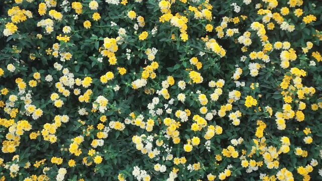 Cinematic top-down view of dense yellow and white Lantana camara flowers swaying gently in the breeze, providing a calming botanical motion background and eco-friendly nature b-roll
