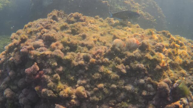Submerged reef featuring diverse marine algae and two bivalve mollusks, showcasing a thriving underwater habitat