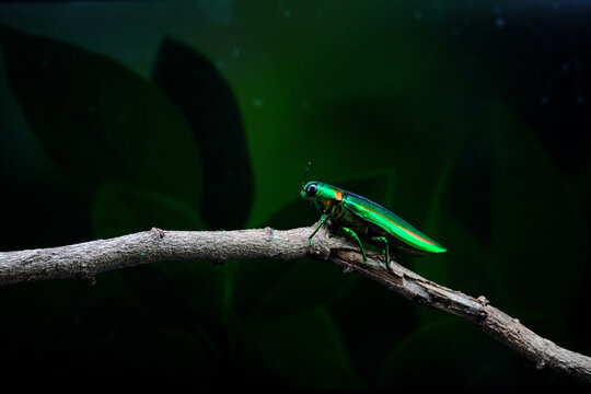  Jewel Beetle or Metallic Wood-Boring Beetle, selective fous with blurred background
