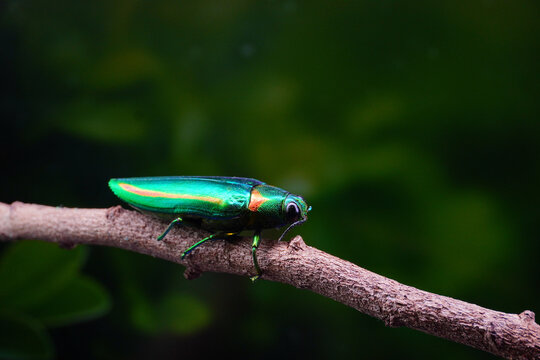  Jewel Beetle or Metallic Wood-Boring Beetle, selective fous with blurred background