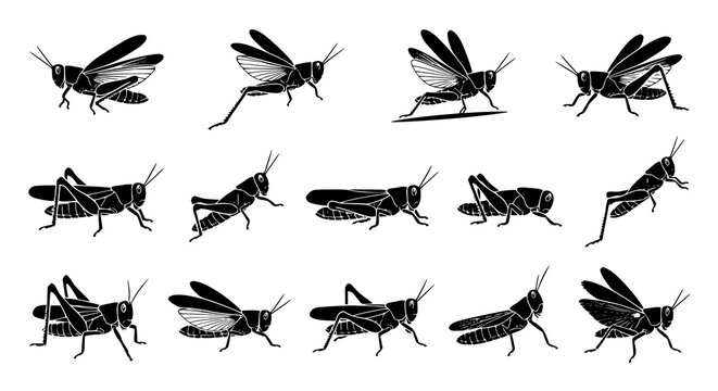 Flying grasshopper and locust black silhouette vector icon set featuring airborne insect poses isolated on clean white background