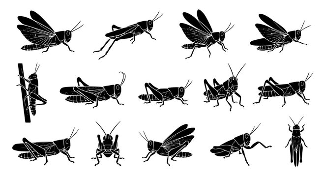 Natural grasshopper insect silhouette vector collection with flying jumping crawling and resting poses for wildlife illustration