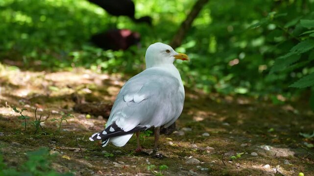 The European Herring Gull, Larus argentatus is a large gull, One of the best known of all gulls along the shores of western Europe. Here resting on the ground.