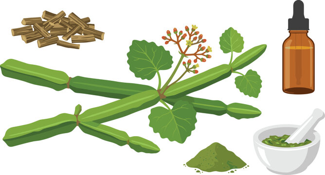 Cissus quadrangularis vector design set with fresh hadjod plant green leaves flowers amber glass dropper bottle powder and crushing mortar pestle.