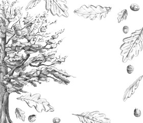 Fototapeta premium A square frame with an old oak tree and flying leaves. Isolated pencil illustration for eco-park websites, postcards, invitations, eco-product labels, and farm fairs.