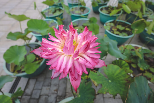 Hong Kong June 27 2026 Ngong Ping lotus flower closeup