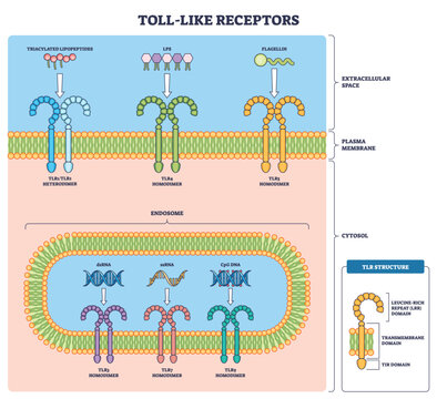 Toll-Like Receptors brief diagram shows membrane and endosomal sensors binding microbial ligands, key objects, TLR dimers, lipid bilayer, nucleic acid symbols. Outline diagram