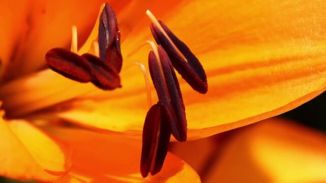 Close-up view of vibrant orange lily flower petals and stamens with deep red pollen, highlighting intricate details and natural beauty