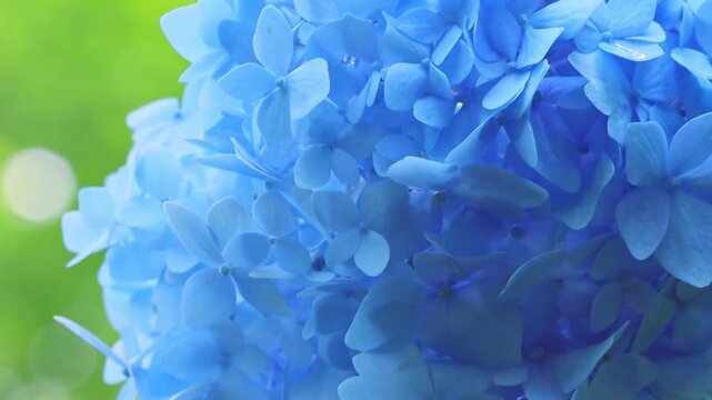 Close-up macro shot of a beautiful bright blue hydrangea flower with soft green bokeh background