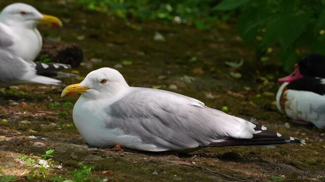 The European Herring Gull, Larus argentatus is a large gull, One of the best known of all gulls along the shores of western Europe. Here resting on the ground.