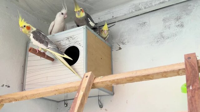 A group of beautiful cockatiel birds standing and interacting on a handcrafted wooden nesting box. 4k video