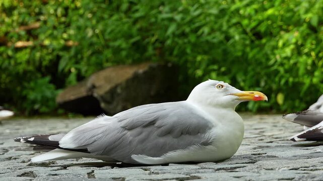 The European Herring Gull, Larus argentatus is a large gull, One of the best known of all gulls along the shores of western Europe. Here resting on the ground.