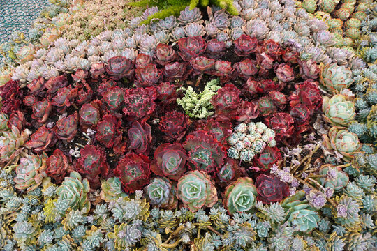 Vibrant succulent garden .The perfect low-maintenance garden inspiration