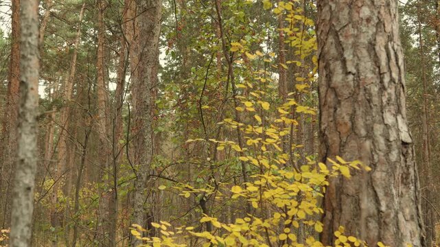 Autumn forest, where there are various trees, bushes with yellow leaves