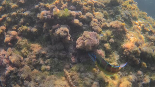 Underwater seabed showing a vibrant ecosystem with various algae species covering rocks and different scallop shells