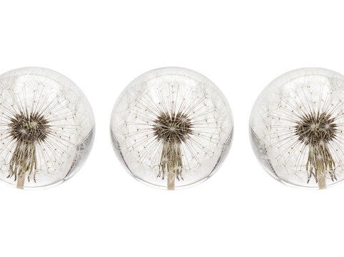 Dandelion seed head glass sphere preserved in transparent crystal ball paperweight macro isolated on black background set of three modern minimalist art nature concept decoration design element